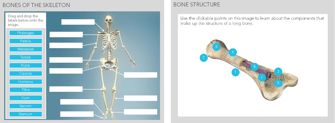 Bones and Joints of the Human Body online course