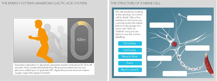 Energy and nervous systems online course