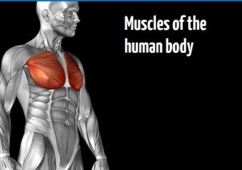 Muscles of the human body online training