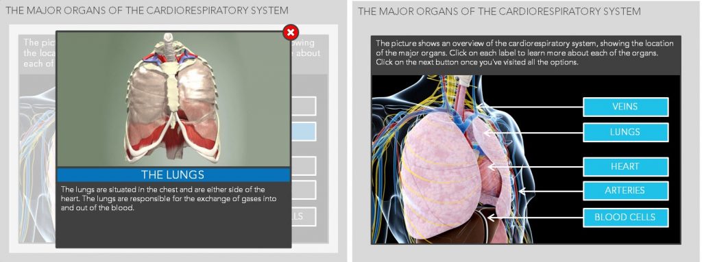 The cardiovascular system online training