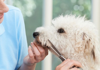 do dog groomers get bitten